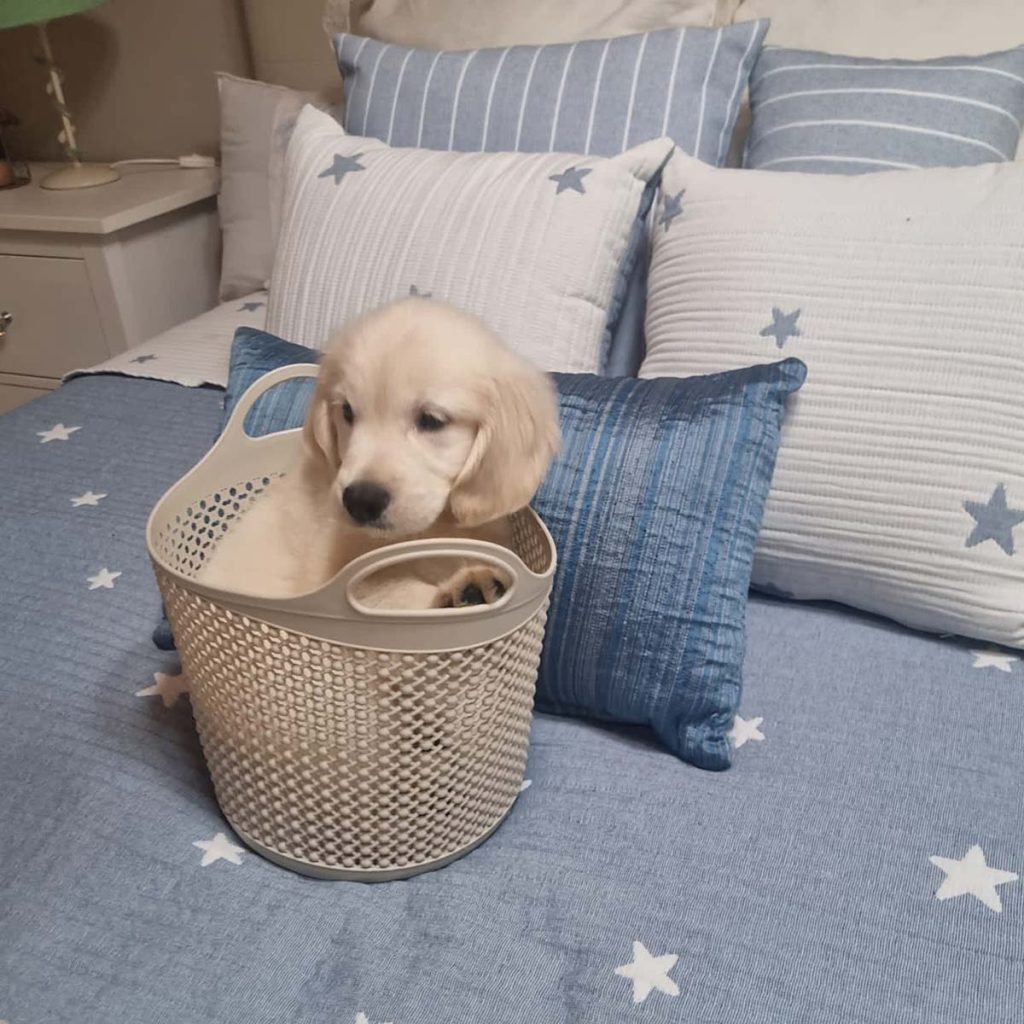 Cachorro de golden dentro de una cesta