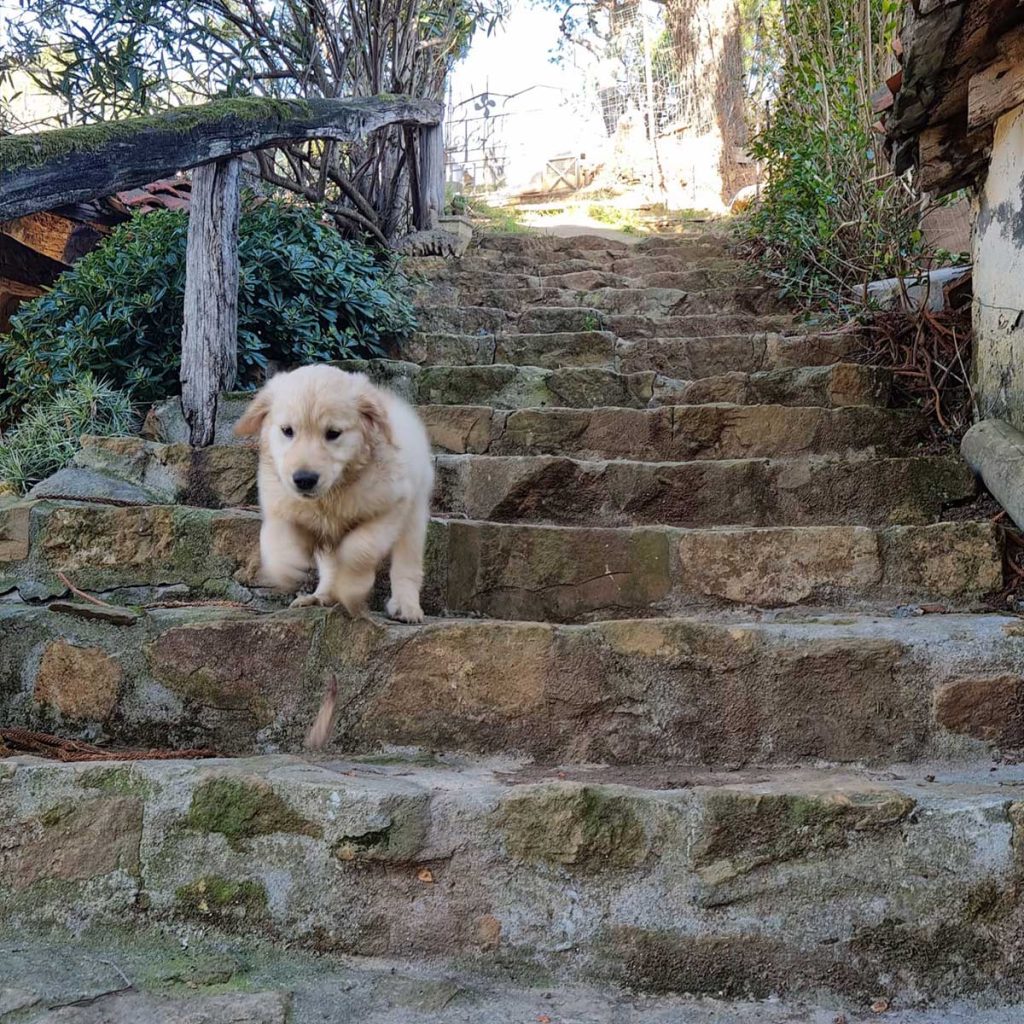 Cachorro de golden retriever corriendo por las escaleras
