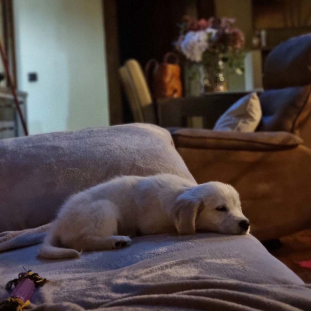 Cría de retriever durmiendo en el sofá