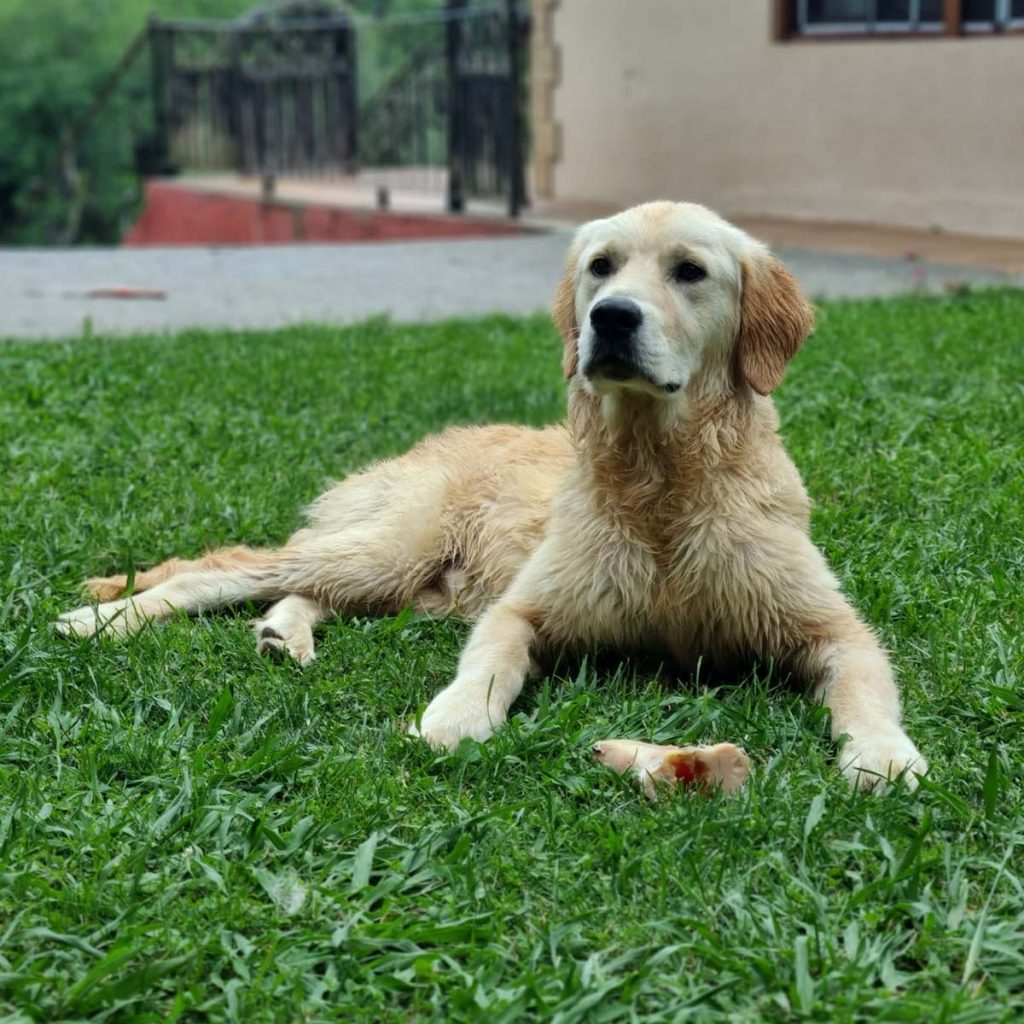 Golden retriever con hueso