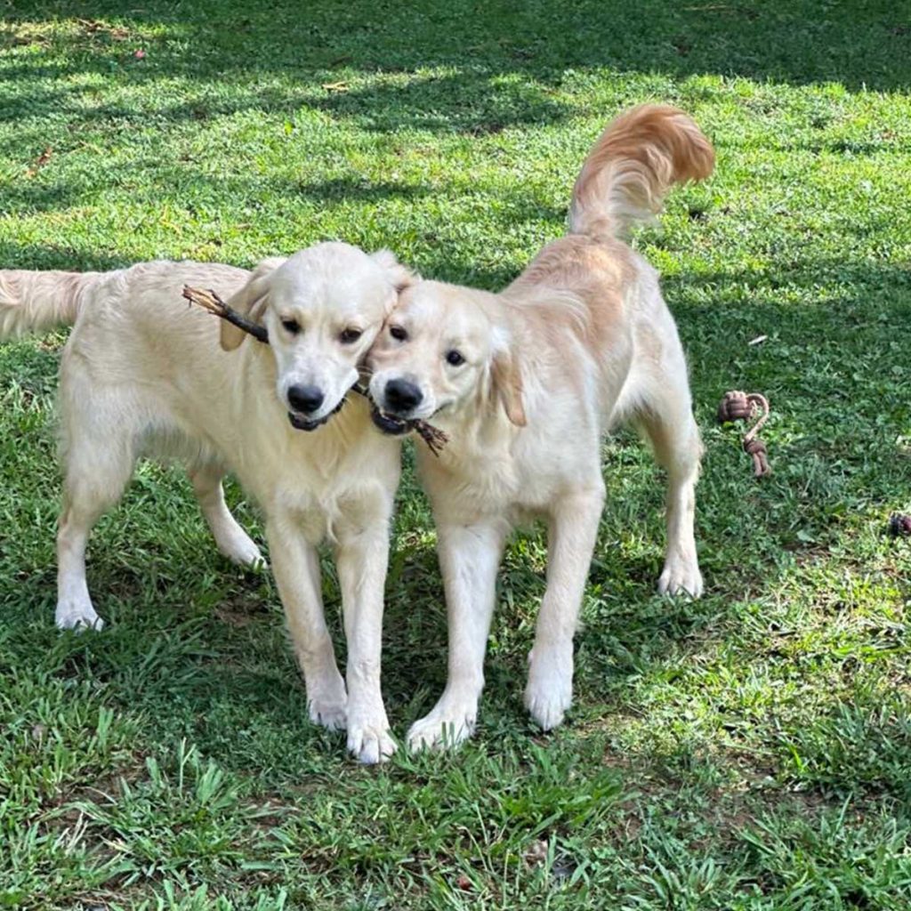 Pareja de golden retriever jugando con un palo