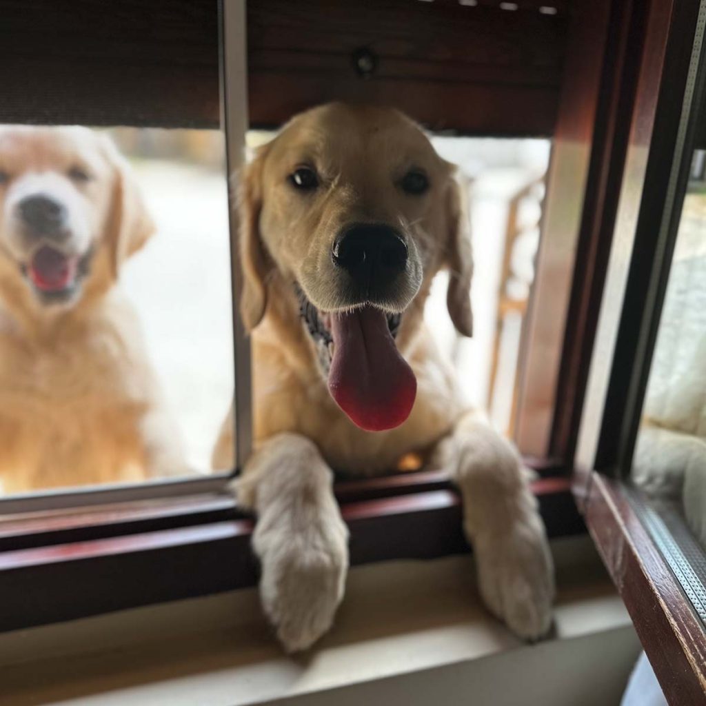 Perros asomados a la ventana