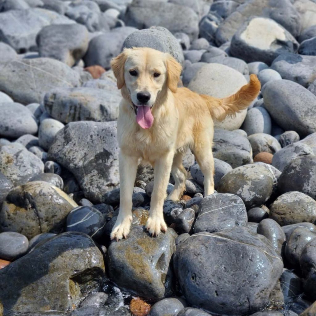 Retriever jugando en las rocas