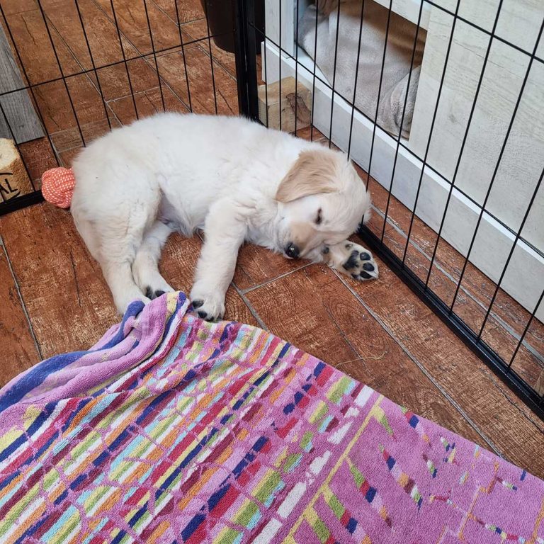 Cachorro echando una siesta