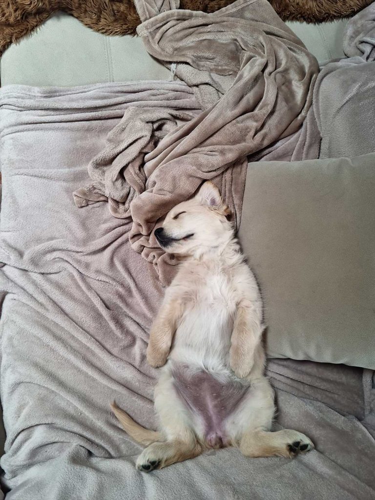Cachorro golden retriever durmiendo a pierna suelta