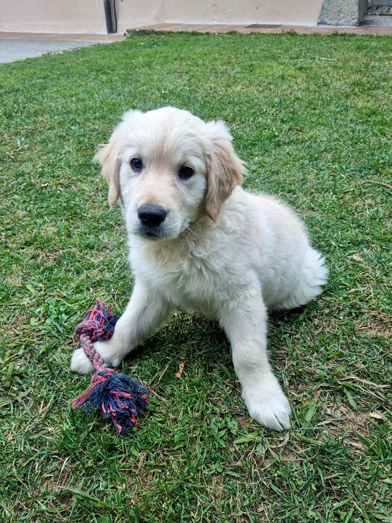 Cachorro golden retriever en el jardín de casa