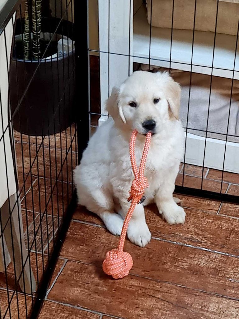 Cachorro de golden retriever mordiendo una cuerda