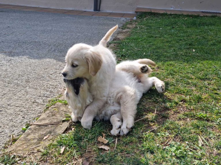 Dos perros golden jugando