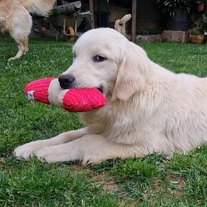 Gala, cachorra de golden retriever