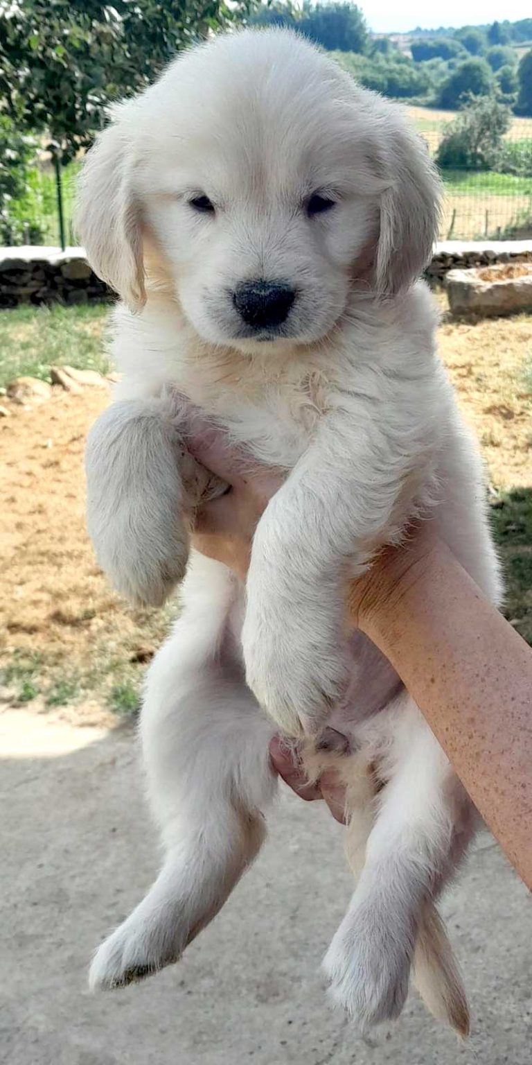Precioso cachorro de raza golden retriever