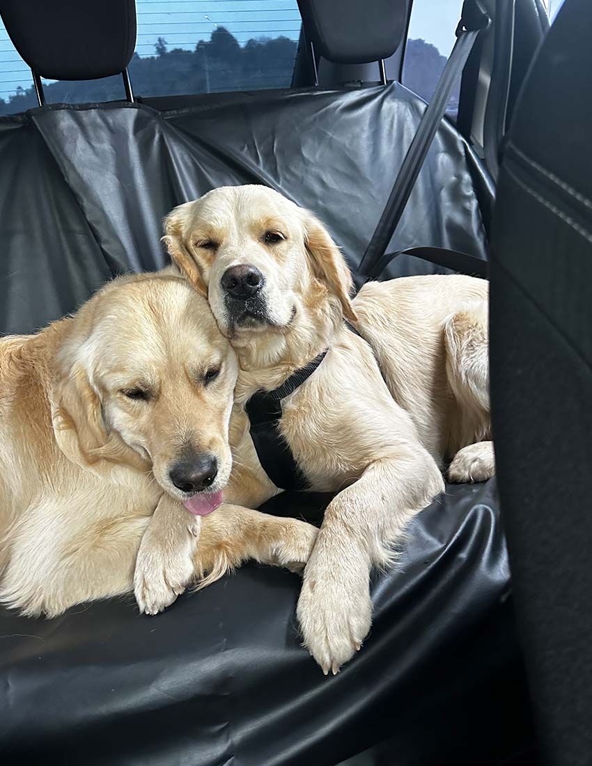 Traslado de los cachorros de golden retriever