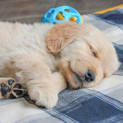 la-llegada-de-nuestro-cachorro-al-hogar