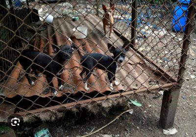 Desventaja-comprar-en-multicriadero_1