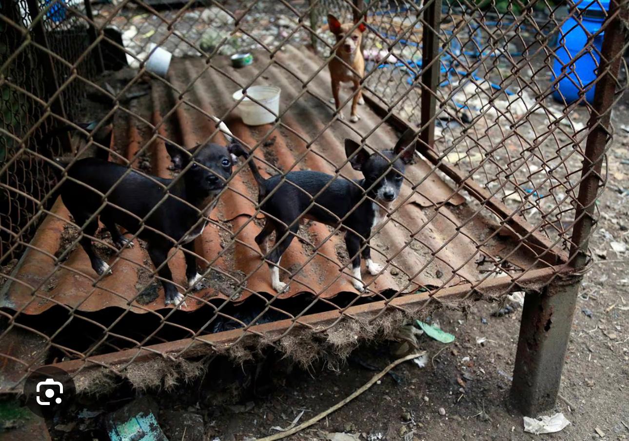 Desventaja-comprar-en-multicriadero_1