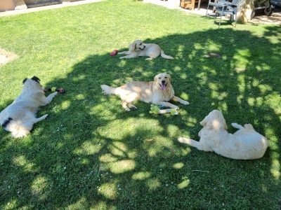 juntos-mejor-criadero-familiar