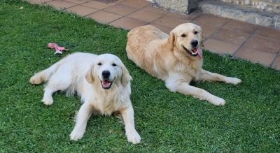 caracteristicas-de-los-golden-retriever