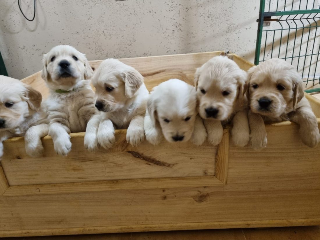 Nuevos-cachorros-en-familia-Golden-Ailan