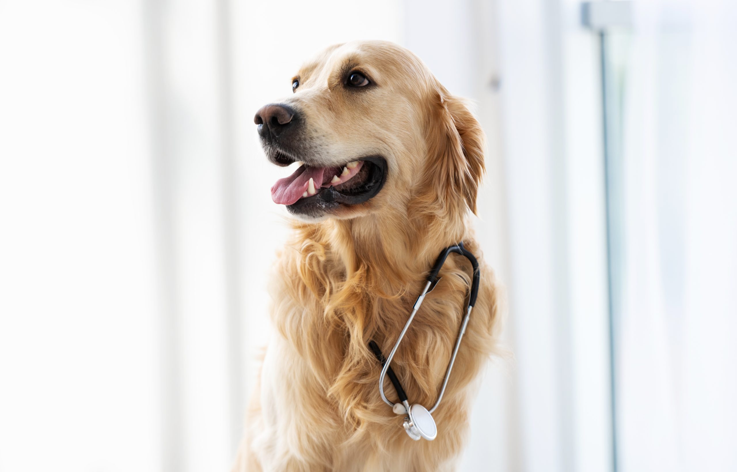 cuidado-de-nuestros-golden-retriever-portada