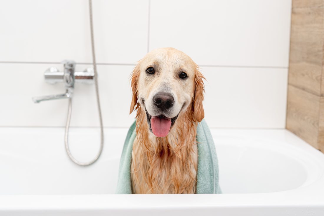cuidado-de-nuestros-golden-retriever_bañar-a-tu-golden