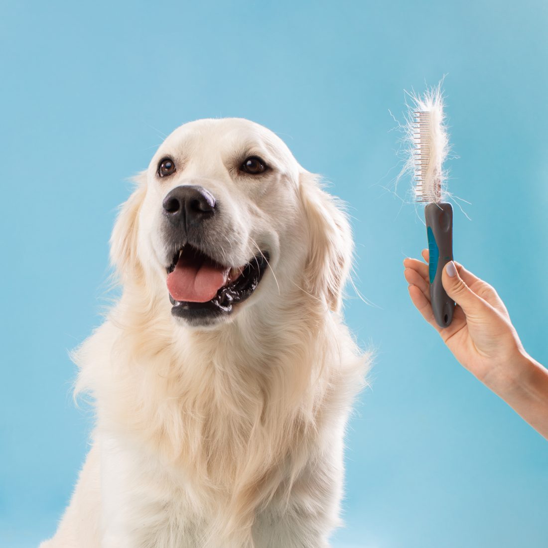 cuidado-de-nuestros-golden-retriever-higiene-bucal