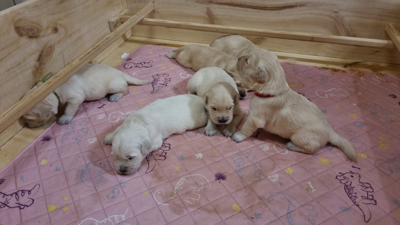 nuestros-nuevos-tesoros-camada-kira